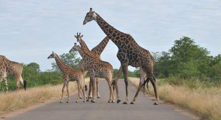 Giraffe family