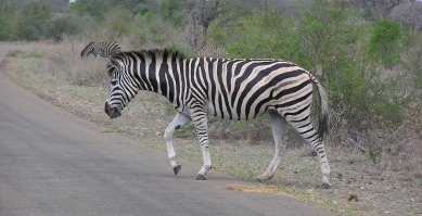 Zebra crossing road