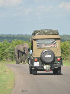 Kruger National Park game drive