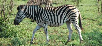 Zebra