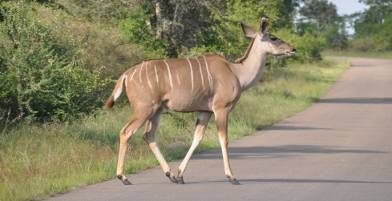 Kudu