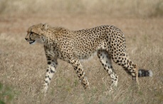 Cheetah