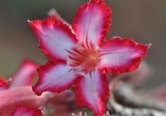 Impala lily, Kruger National Park