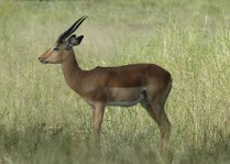 Impala