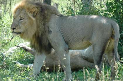 Lion