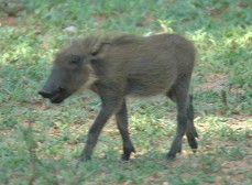 Warthog piglet