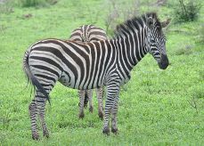 Zebra
