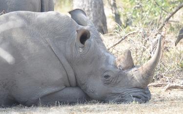 Napping rhino