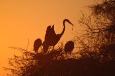 Kruger National Park birds at sunset