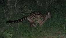 Genet