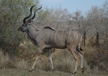 Kudu