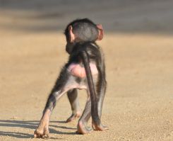 Baby baboon
