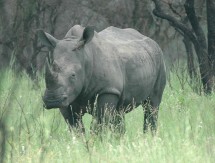 Rhino