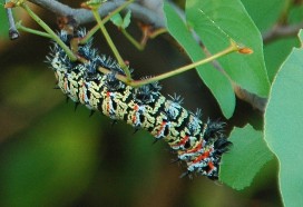 Mopani worm