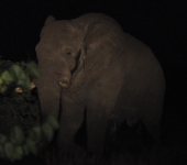 Elephant at night