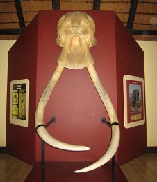 Tusks at Letaba Elephant Hall, Letaba Rest Camp