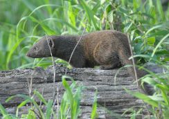 Dwarf mongoose