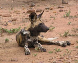 Wild dog