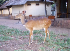 Bushbuck, Letaba Rest Camp
