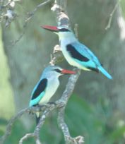 Woodland kingfishers