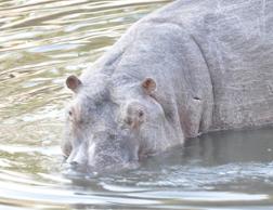 Hippo