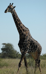 Giraffe