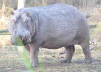 Hippopotamus