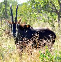 Sable antelope