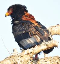 Bateleur